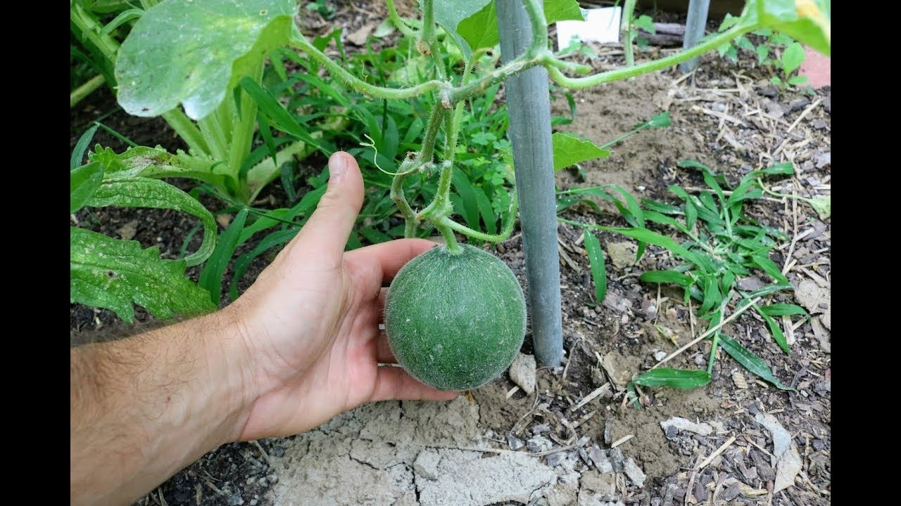 Melons & the Battle Against Fusarium Wilt