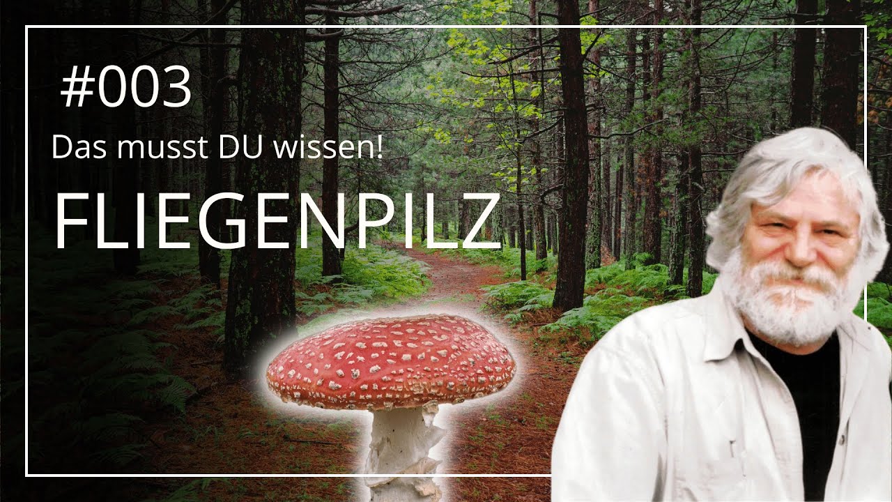 Der Fliegenpilz (Amanita muscaria), Dasein zwischen 