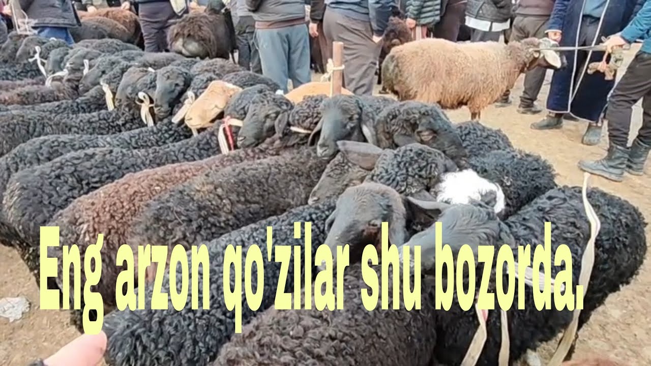 Jizzah v Pahtakor tumani qo'y bozori 