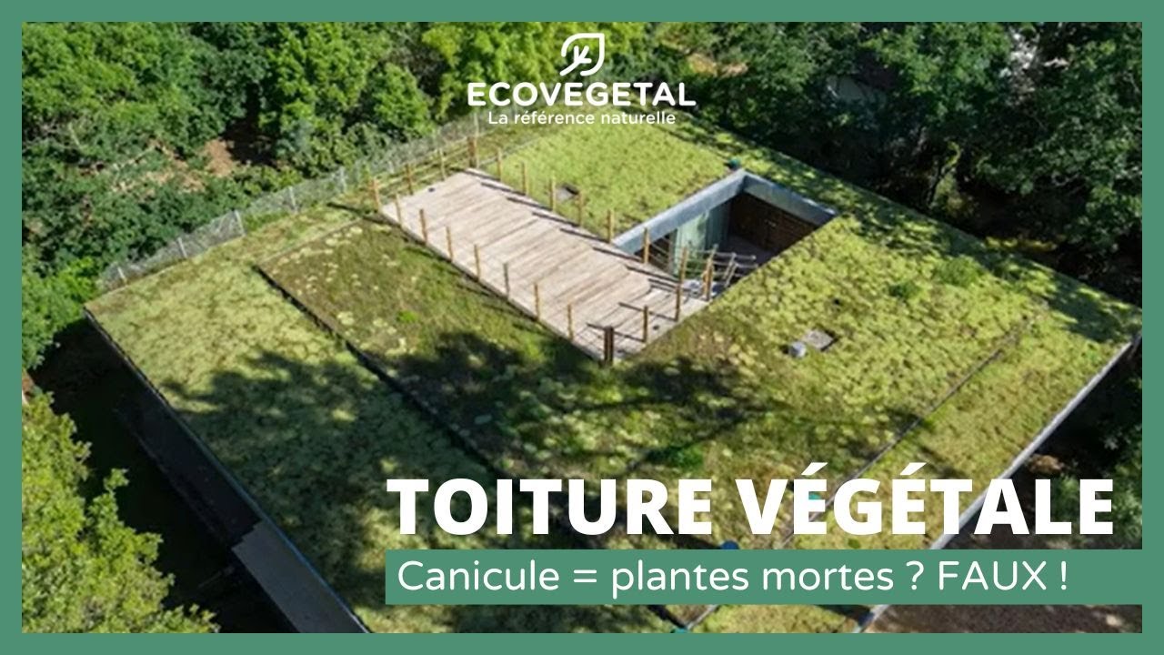Les plantes des toitures végétales grillent pendant la canicule ? FAUX !!!