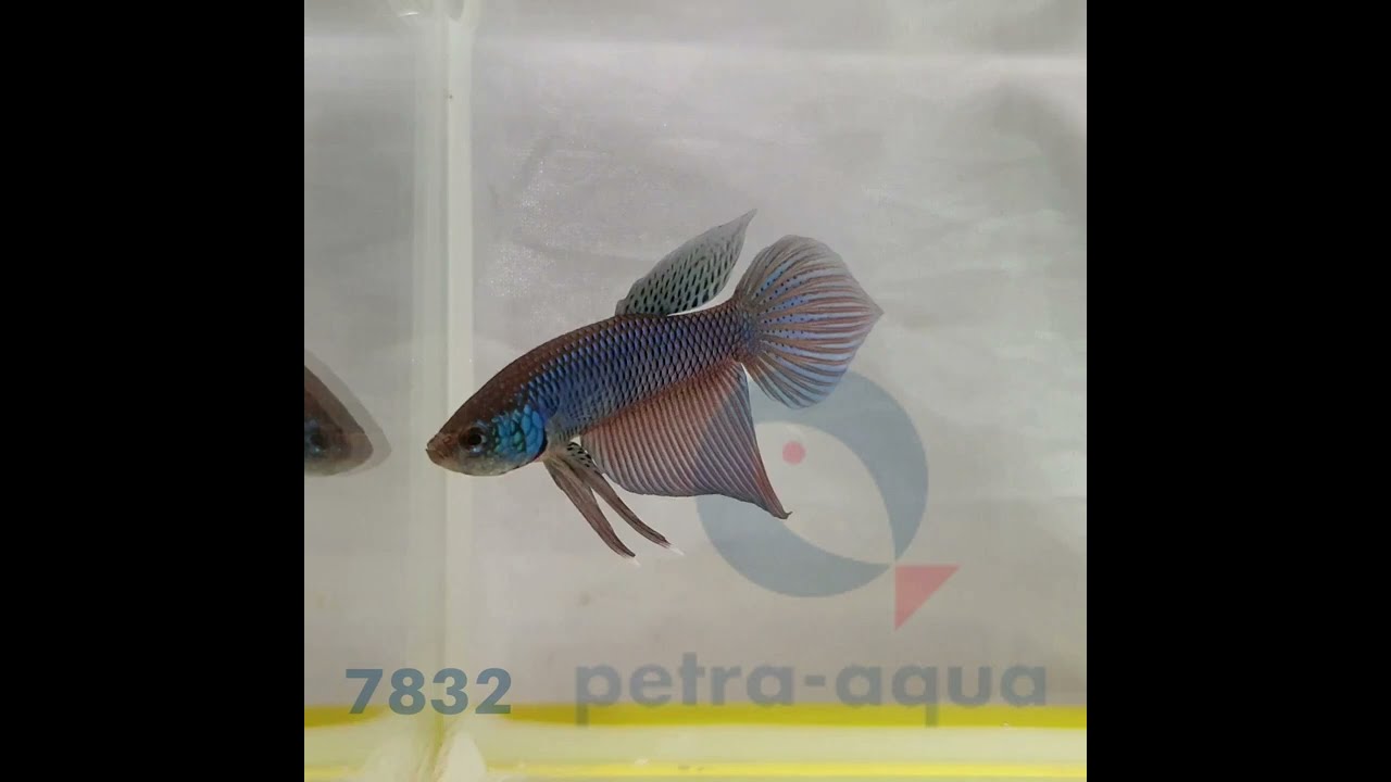 BETTA SPL. MALE WILD BURIRAM BLUE