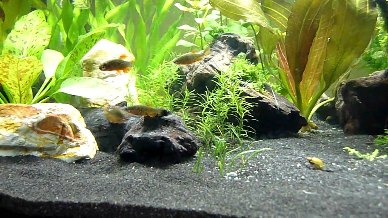 Corydoras pygmaeus+Danio margaritatus  in 60 L Aquarium