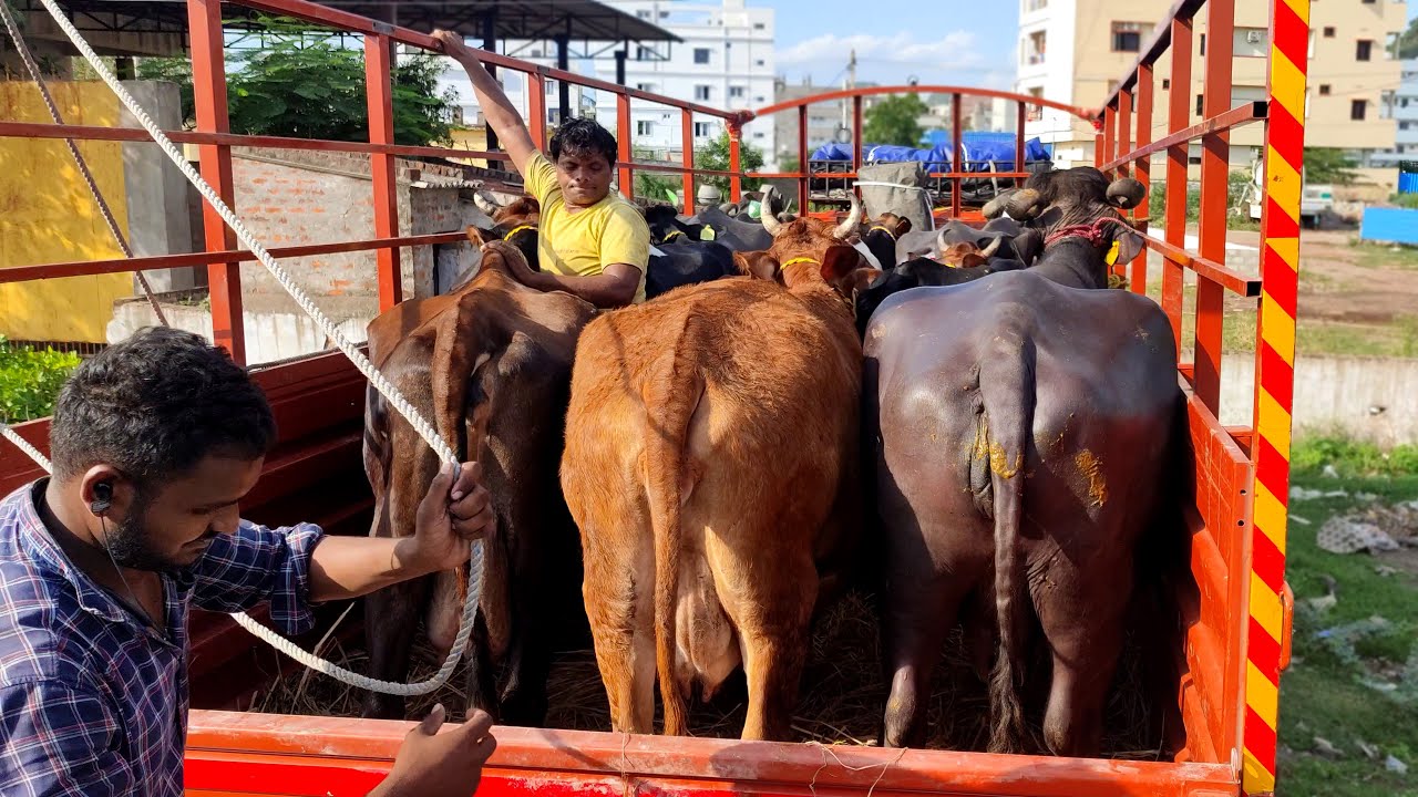 Funny Buffaloes Loading on Mini Truck | Buffaloes Sold | One Buffalo Trying To Escape