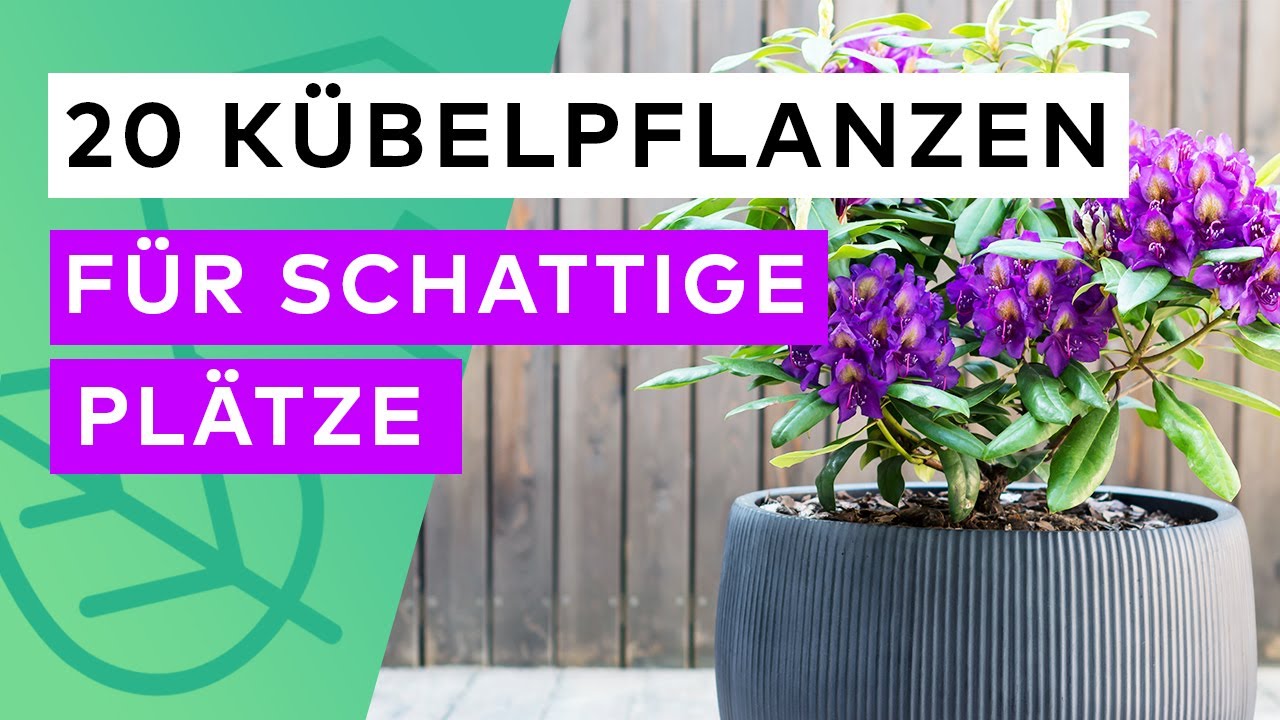 Top 20 Kübelpflanzen für Schatten 🪴