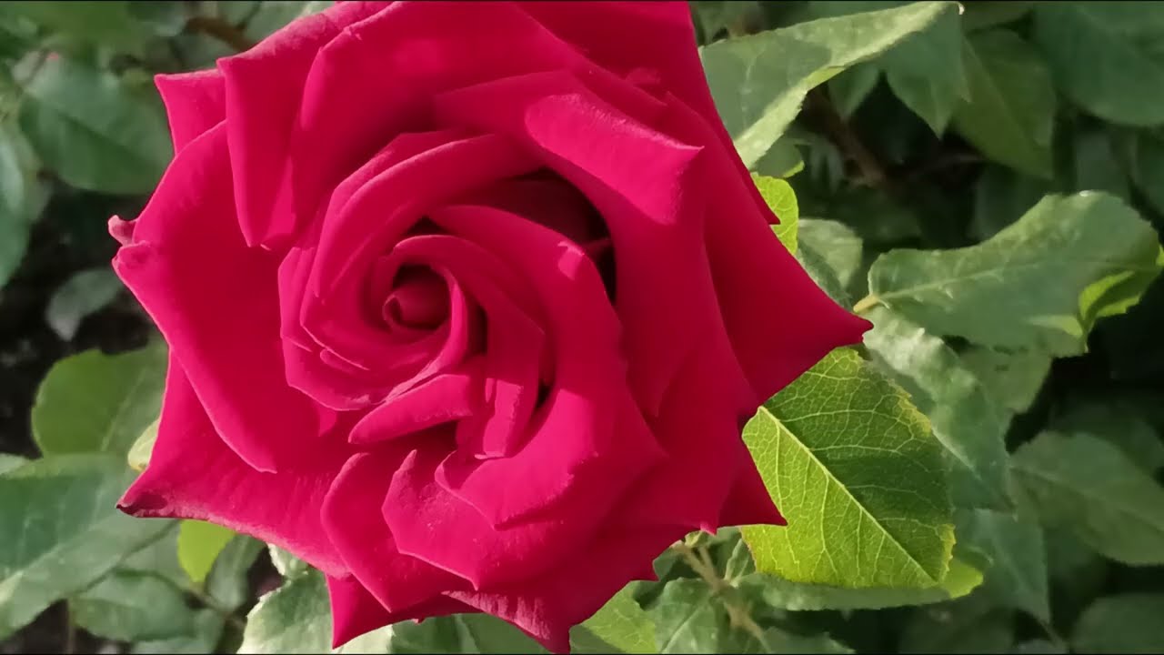 ROSES dream SCARLETBIG РОЗЫ