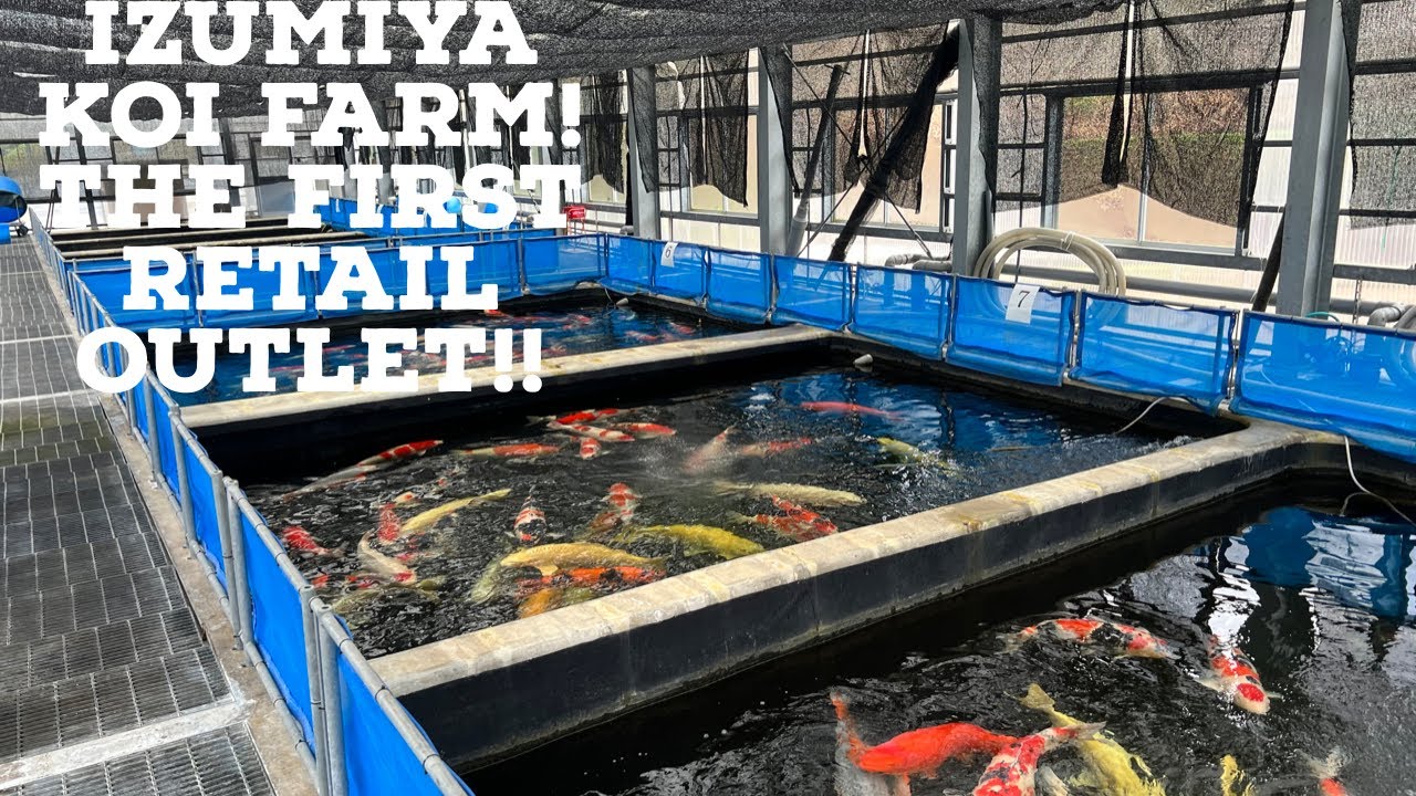 IZUMIYA KOI FARM **THE FIRST RETAIL FACILITY IN JAPAN**