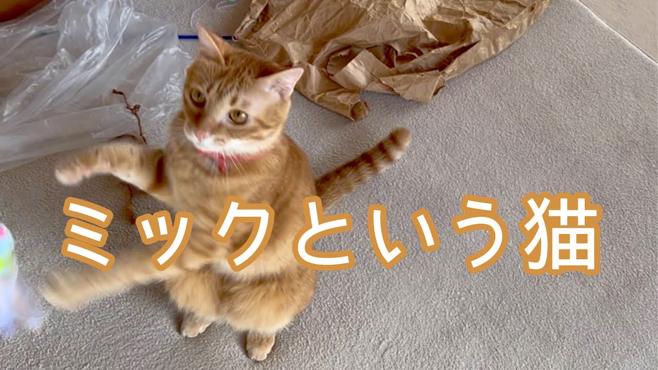 おもちゃに夢中／初めての見守りカメラ