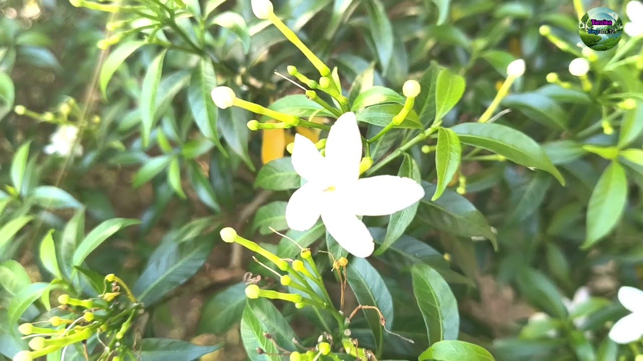 Things to do after planting flowers and trees and new blog video( ⁨@TanzinaBegum_t2⁩ )