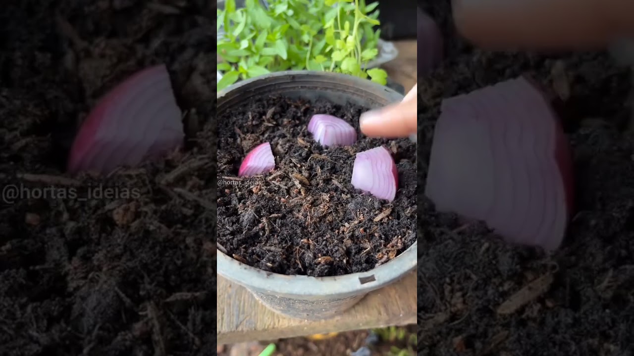 Plantando cebola em casa