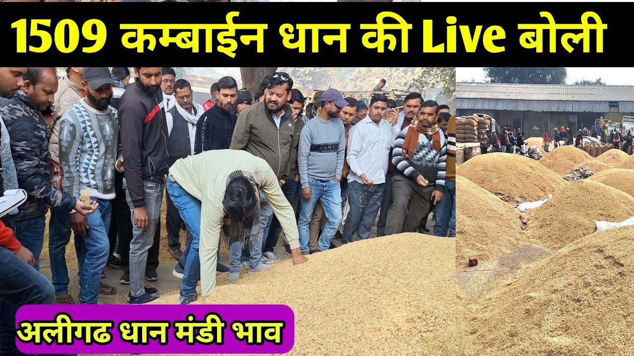 1509 ( कम्बाईन ) धान का भाव 🌾 1692 dhan ka bhav | 1509 dhan ka bhav / dhan ka bhav / aligarh mandi