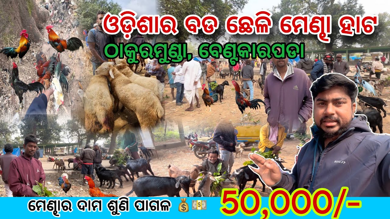 ଠାକୁରମୁଣ୍ଡା ଛେଳି କୁକୁଡ଼ା ଏବଂ  ମେଣ୍ଢା ହାଟ ✅// ମେଣ୍ଢା - 50,000/-😳// @Ramababunkapua