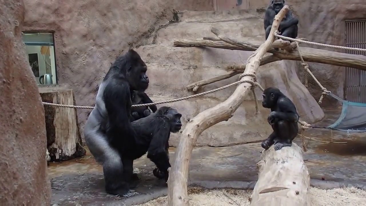 ZOO Prague - Gorillas - Kamba and Richard - her birthday (45)
