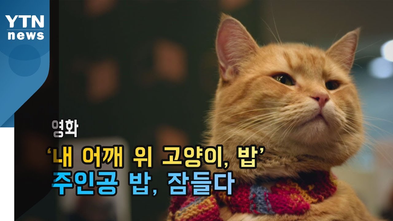 [세상만사] 영화 '내 어깨 위 고양이, 밥' 주인공 잠들다 / YTN