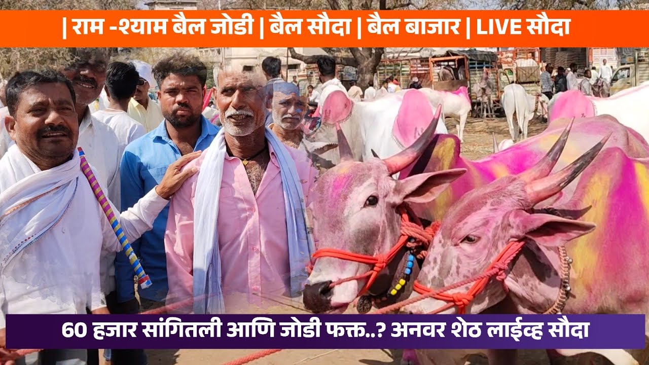 राम -श्याम बैल जोडी | बैल बाजार | live सौदा |#bailbazar #bailgadasharyat #bullfarm #bull #cow #viral