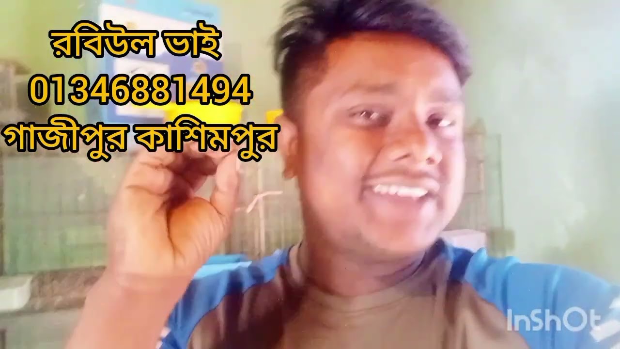 মাশাল্লাহ ভালো মানের একজোড়া রাজ গোল্লা কবুতর কিনুন