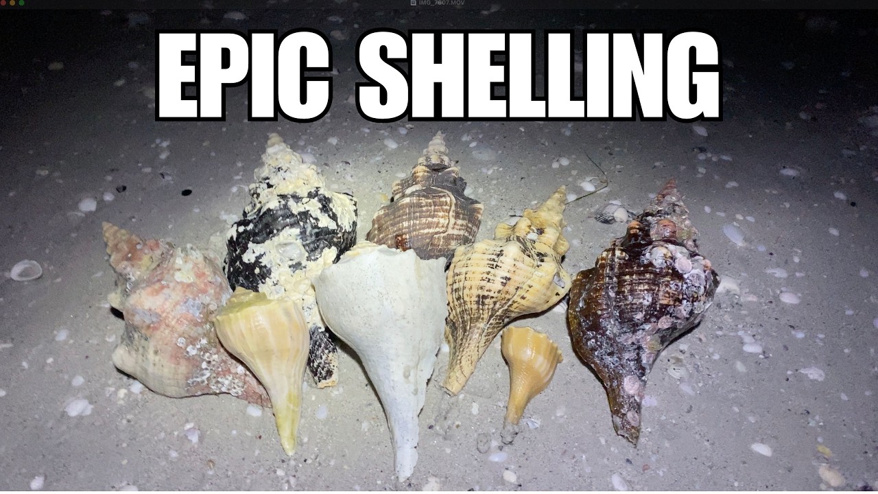 Невероятный сбор ракушек во время отлива. Моя лучшая ночная прогулка за всю жизнь!