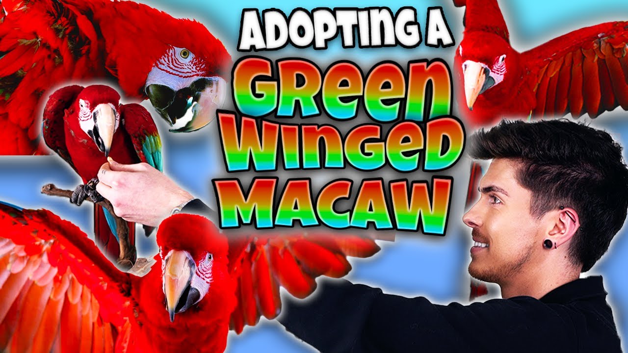 I Adopted a Green Winged Macaw! MEET CLEO! 🦜