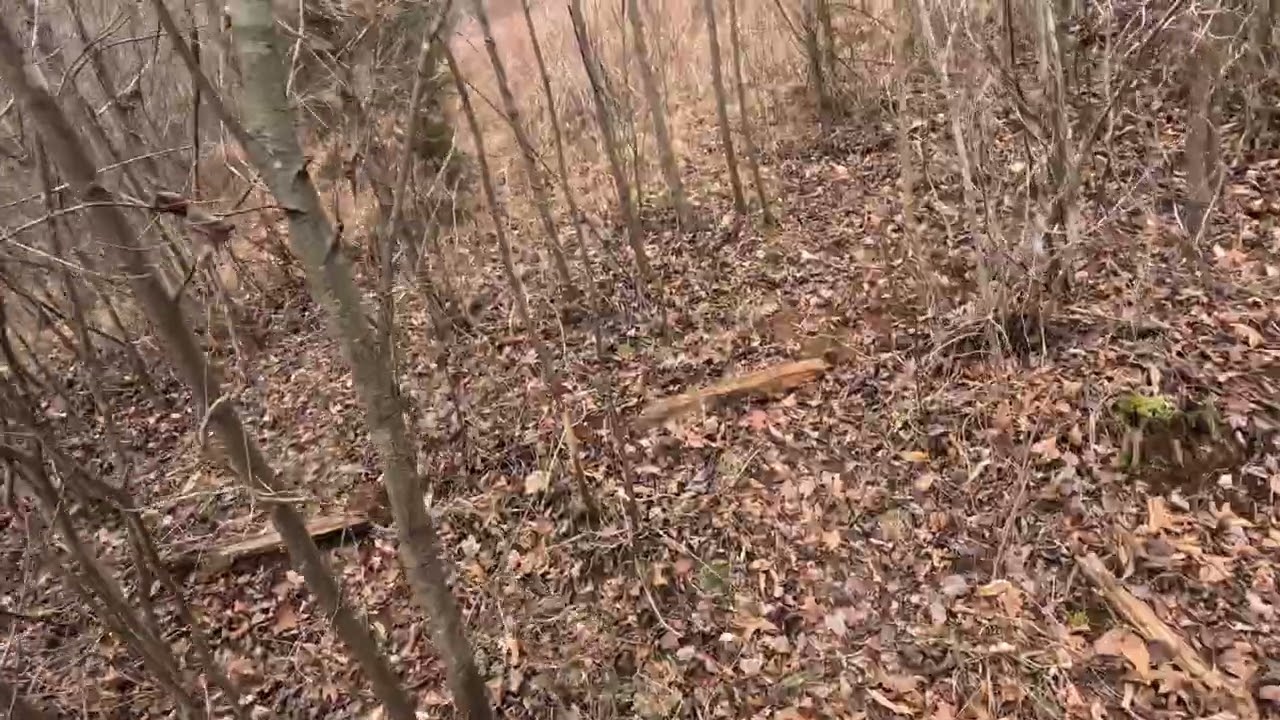 RABBIT HUNTING WITH WEIR CREEK BEAGLES.     PART 2