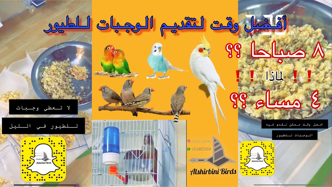 افضل وقت لتقديم الوجبات للطيور لديك 👍 مهم جدا ❗️❗️