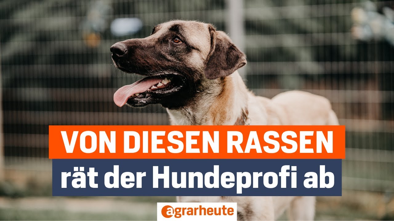 3 Hunderassen, die sich ein Hundeprofi niemals anschaffen w&uuml;rde