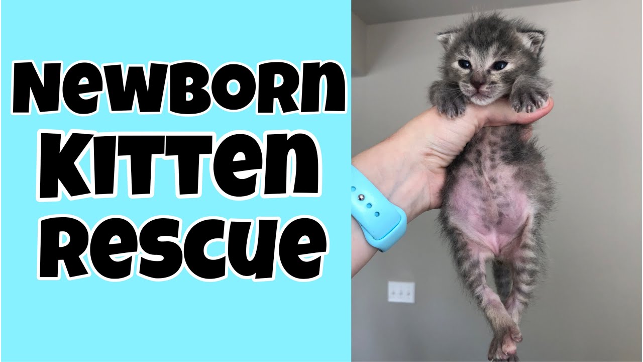 Newborn Kitten Rescue!