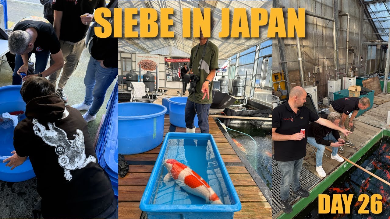 MATSUE JUMBO YONSAI - Odakan harvest | Siebe In Japan Day 26
