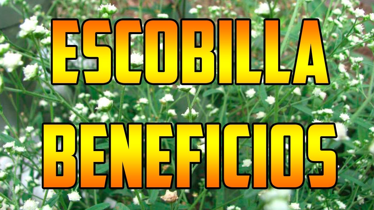 ESCOBILLA #benefits Parthenium hysterophorus PARA QU&Eacute; SIRVE ?   #plants #nature HIERBA DE LA HORMIGA