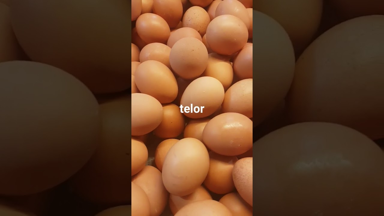 Telor Ayam #telur #teluayam #hargatelur #pasar