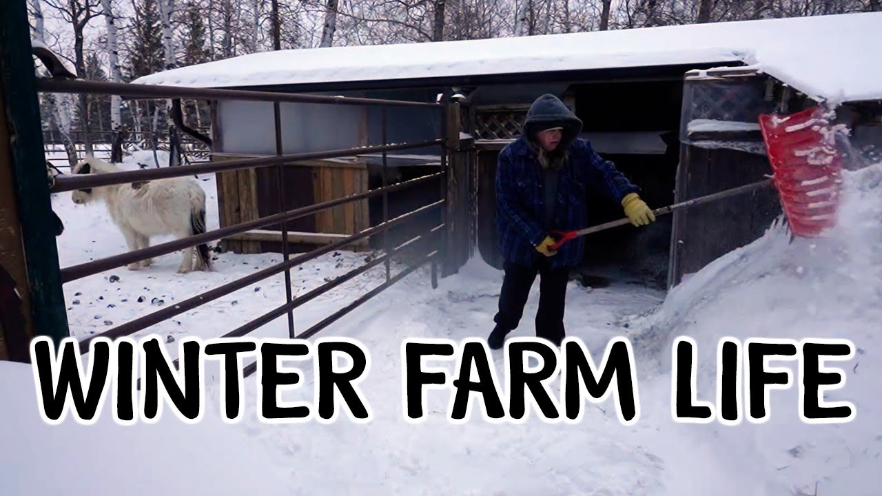 A Cold, Windy Day at Our Animal Rescue Farm