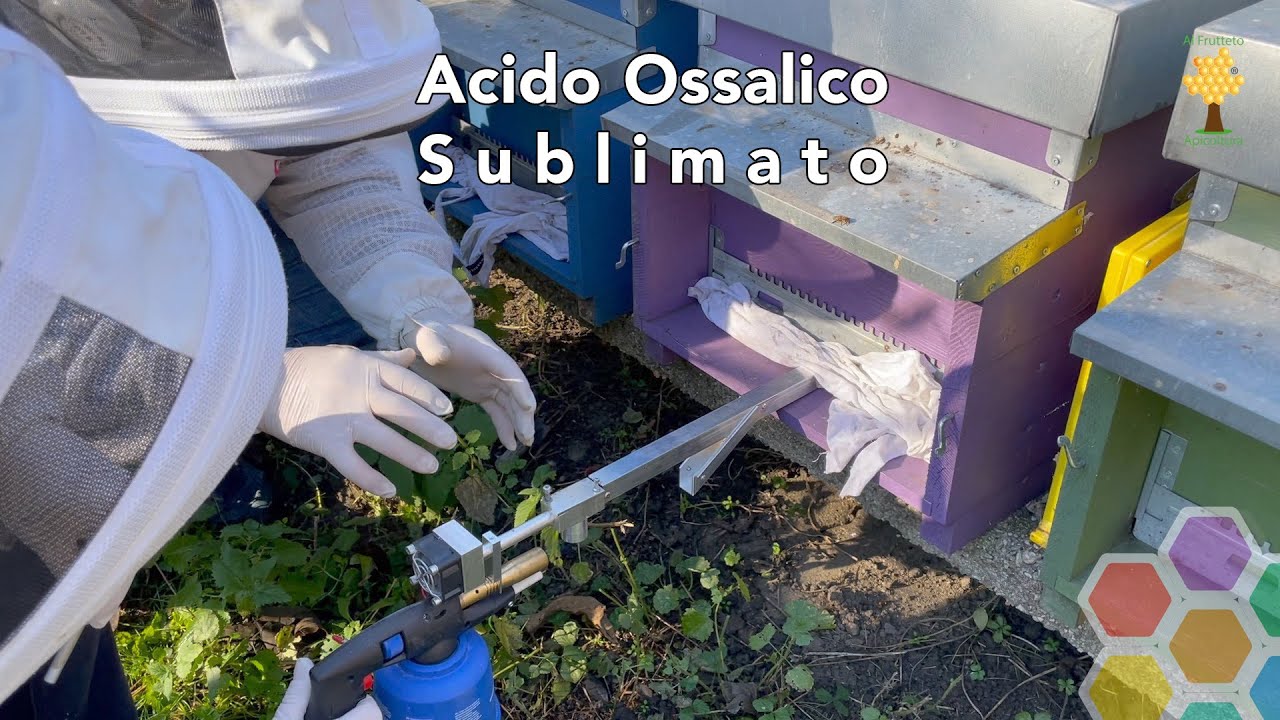Trattemento ossalico sublimato