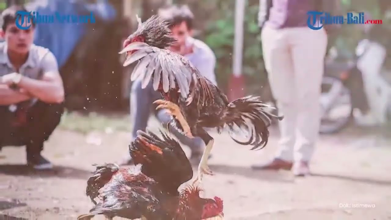 🔴 KRONOLOGI Penonton Judi Sabung Ayam di Bali Tewas Diserang Ayam, Perut Luka Parah Kena Taji