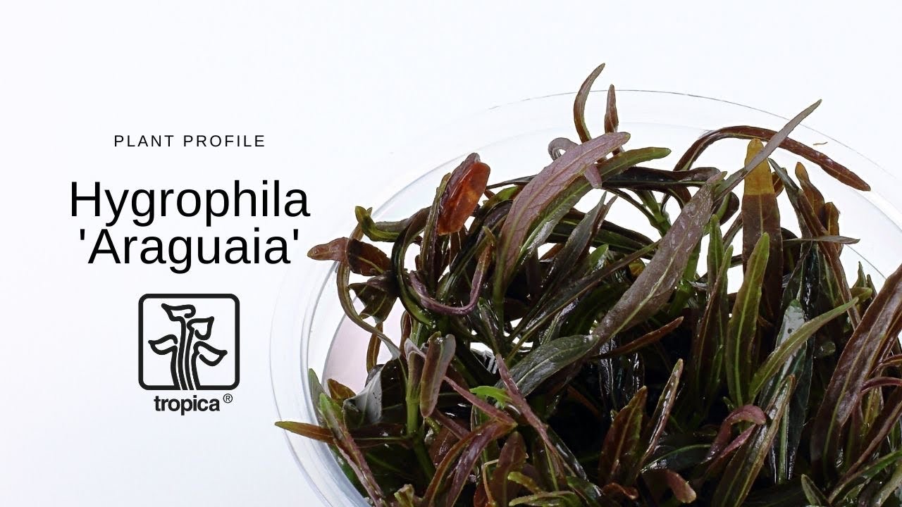 Hygrophila 'Araguaia'