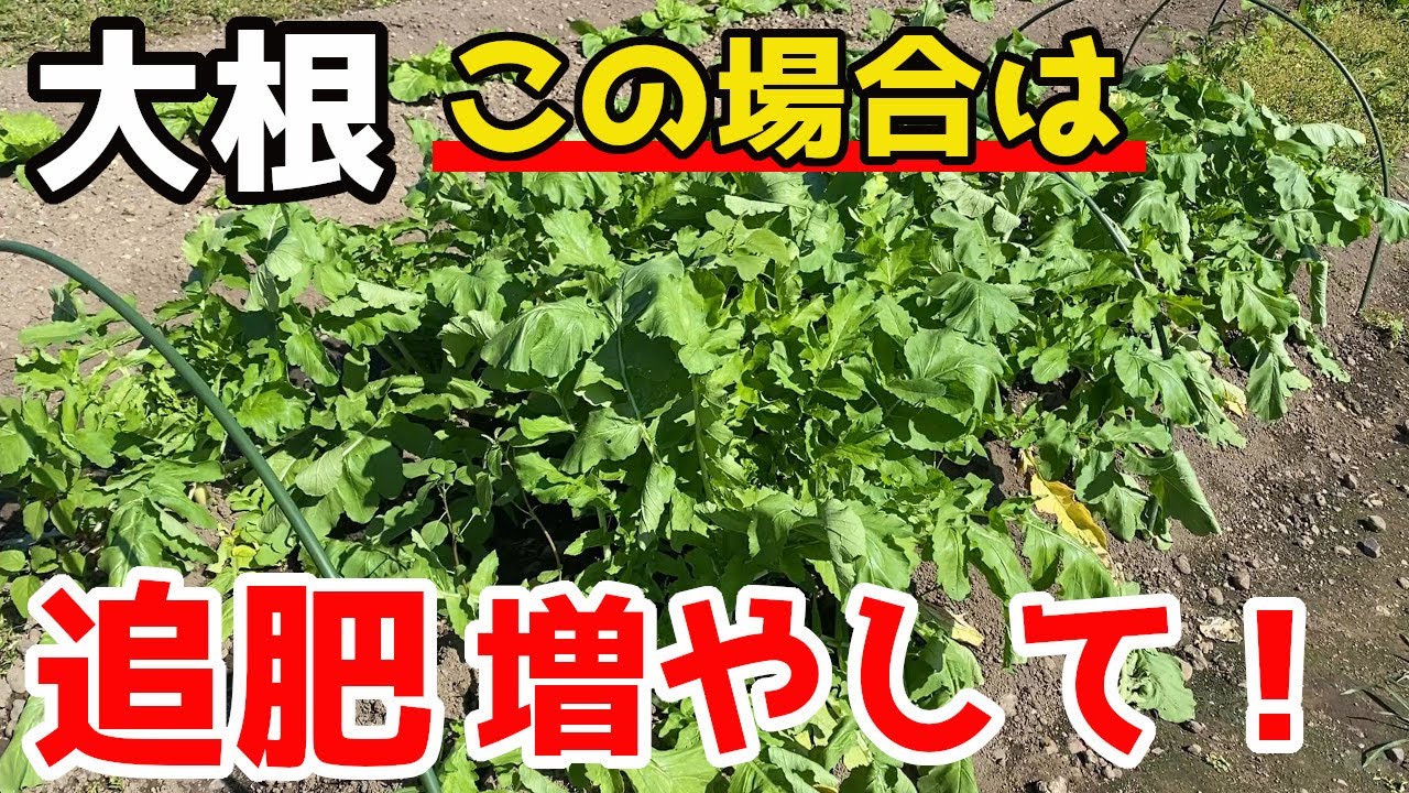 【大根】の追肥回数を増やした理由とおすすめの液肥を紹介します。【家庭菜園】