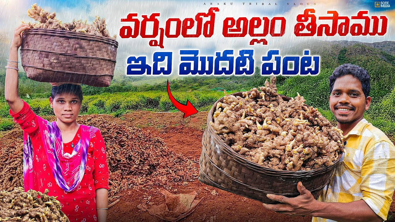 వర్షం లో తడుస్తు అల్లం తీసాము || మొత్తం ఎన్ని K G లు అయ్యింది ఎంతకీ అమ్మేసాం ||Araku Tribal Vlogs