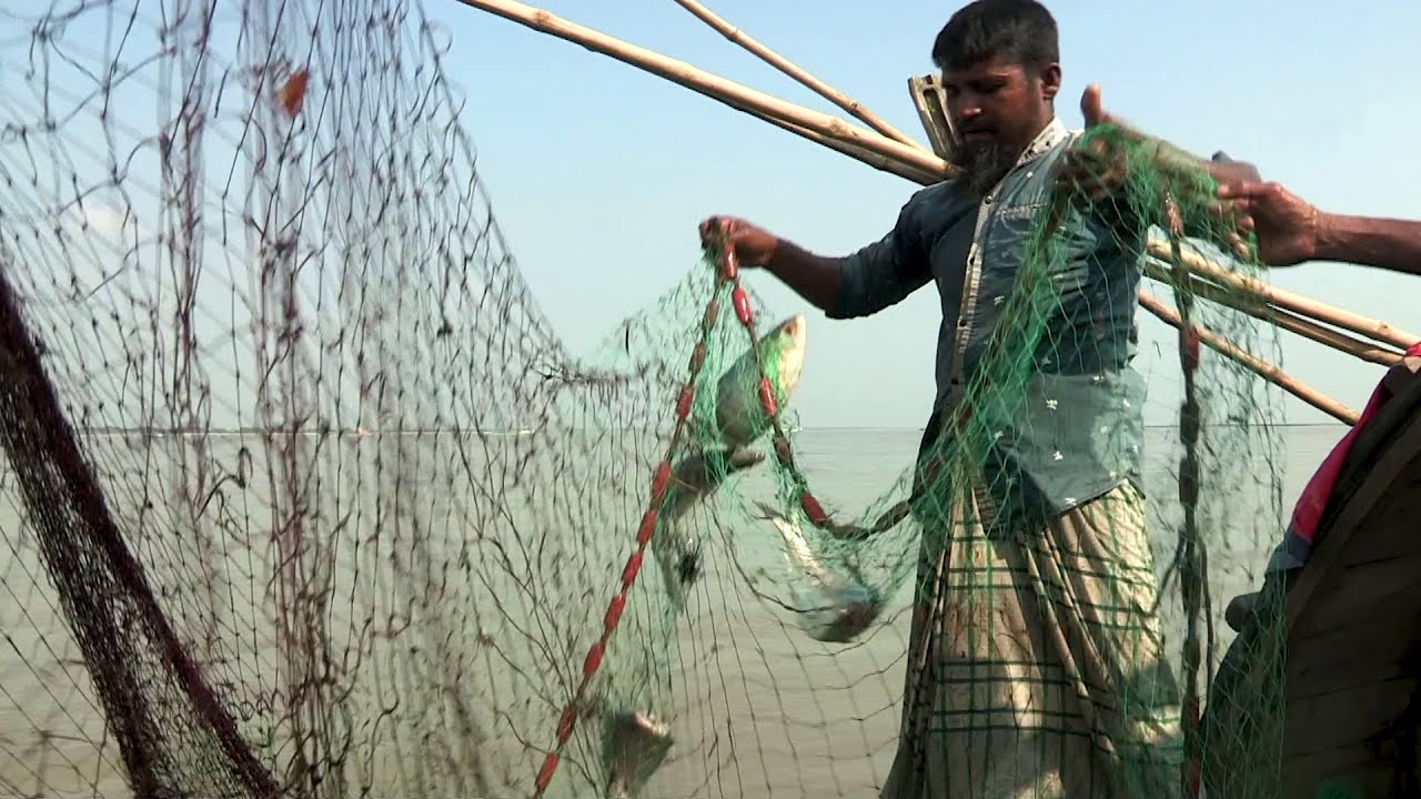 ইলিশে ভরা চাঁদপুর || Panorama Documentary