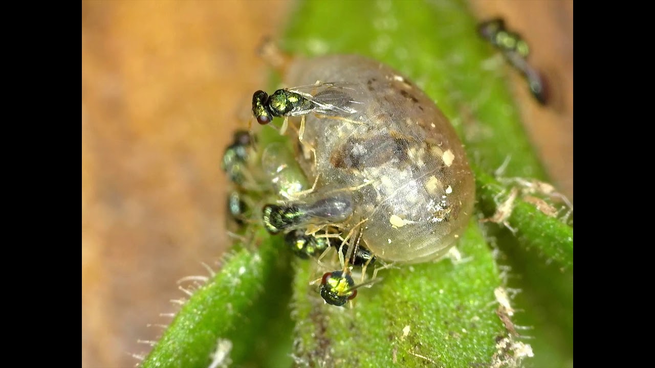 Syrphid Fly Parasites