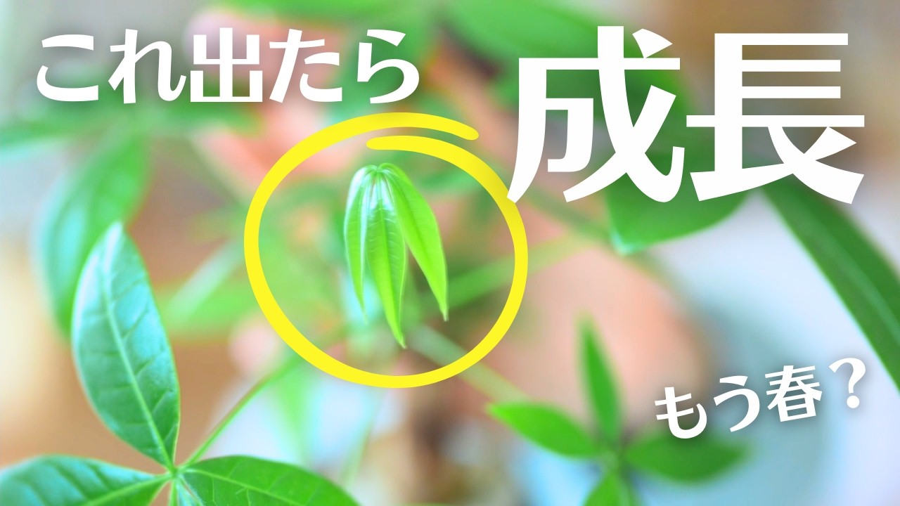 【観葉植物が成長する前に出る3つのサイン】もう春？植物の変化