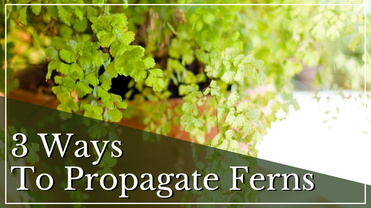 Fern Propagation | How to Propagate an Indoor Fern | Rabbit Foot Fern Propagation |Propagating Ferns
