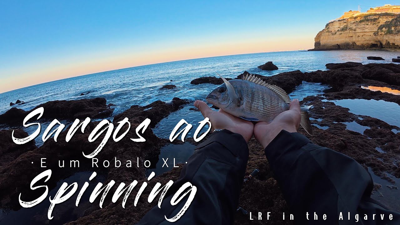 Sargos ao Spinning + Robalo XL - LRF ASMR FISHING IN THE ALGARVE