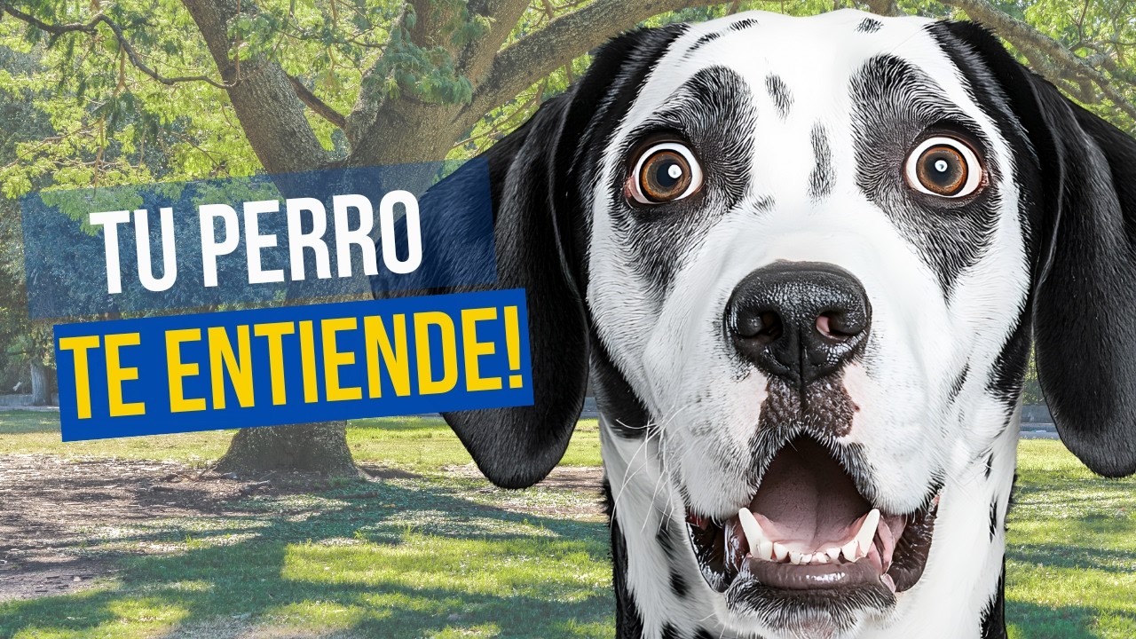 14 PALABRAS que harán que tu PERRO se sienta AMADO