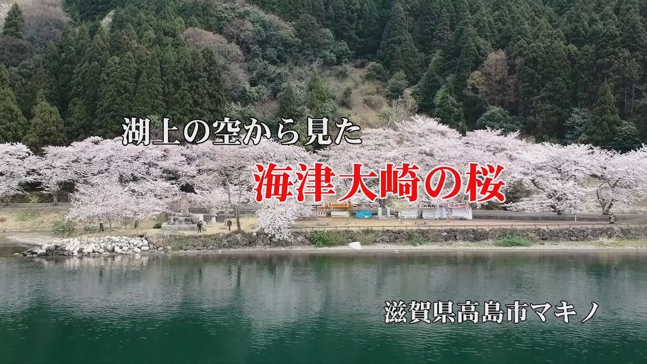 湖上の空から見た　日本さくら100選  海津大崎の桜