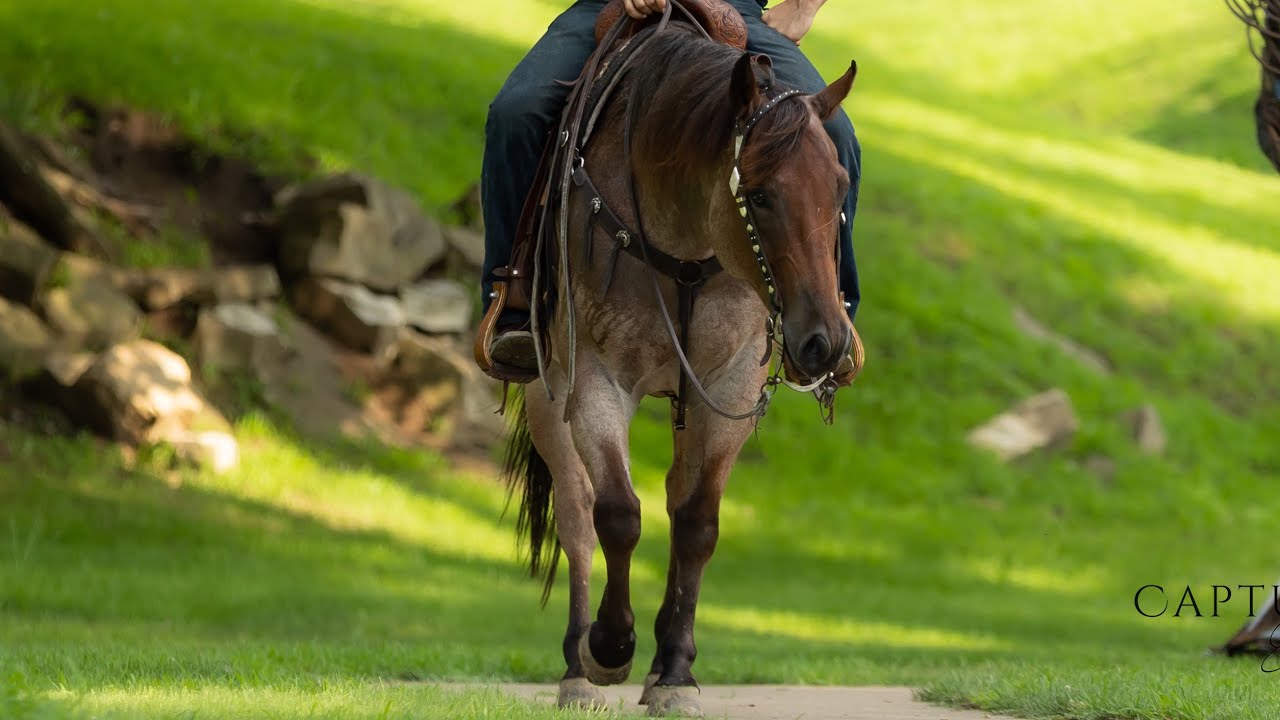 Cotton 2020 Model AQHA Gelding