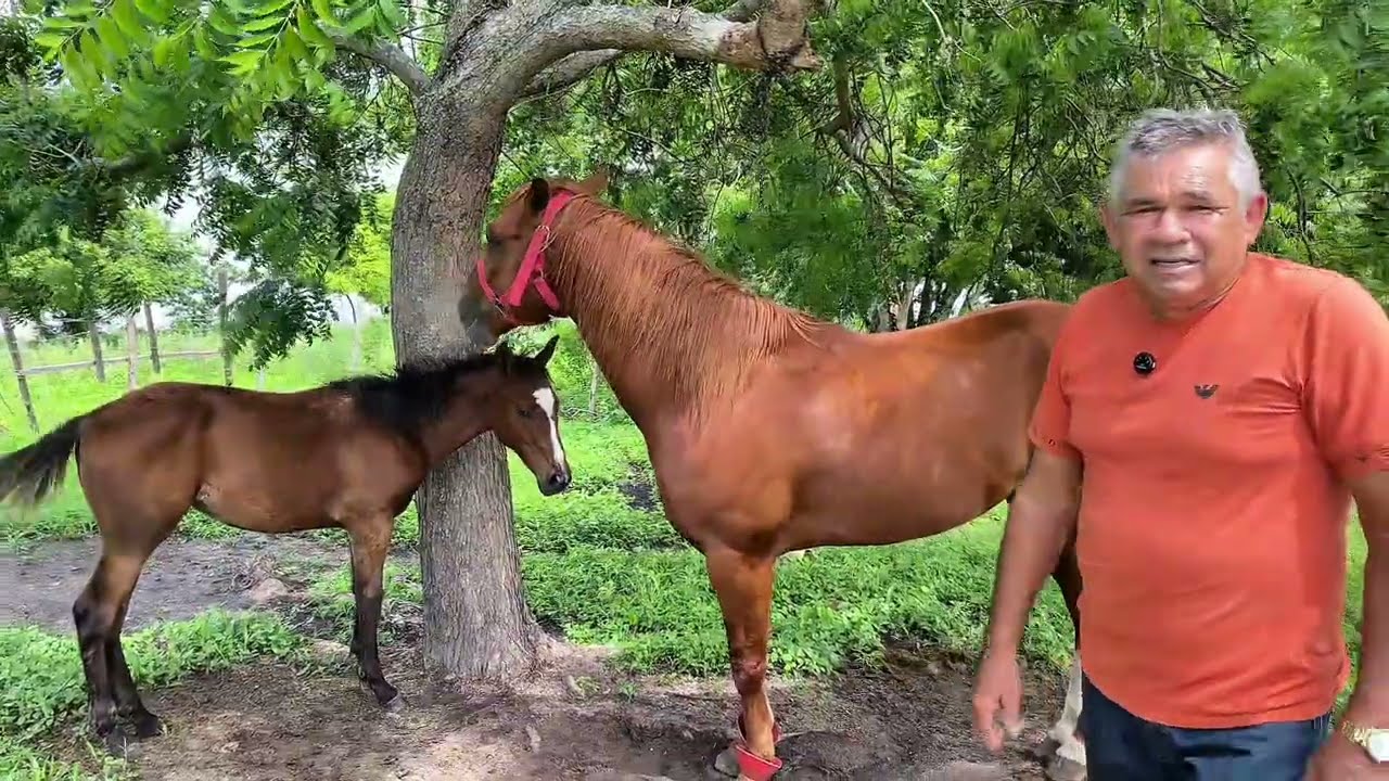 Como é a Vida na Fazenda? Rotina, Desafios e Curiosidades do Campo