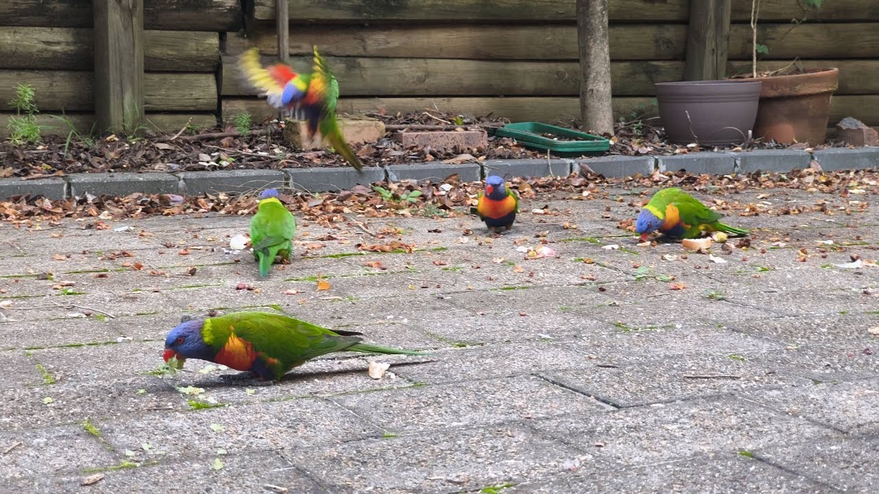 彩虹吸蜜鸚鵡大戰 #TrichoglossusHaematodus #彩虹吸蜜鸚鵡 #rainbowlorikeet