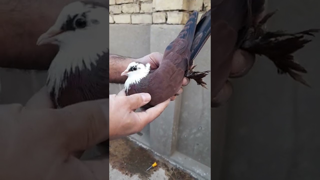ترهيم الاحمر السيرنك وكيفية مخالفة الالوان ، تحياتي لجميع المتابعين وشكرا ع الكلام الحلو 🥰🌹