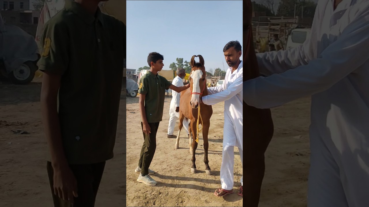 Marwari filly ganganagar horse mela 2024 
