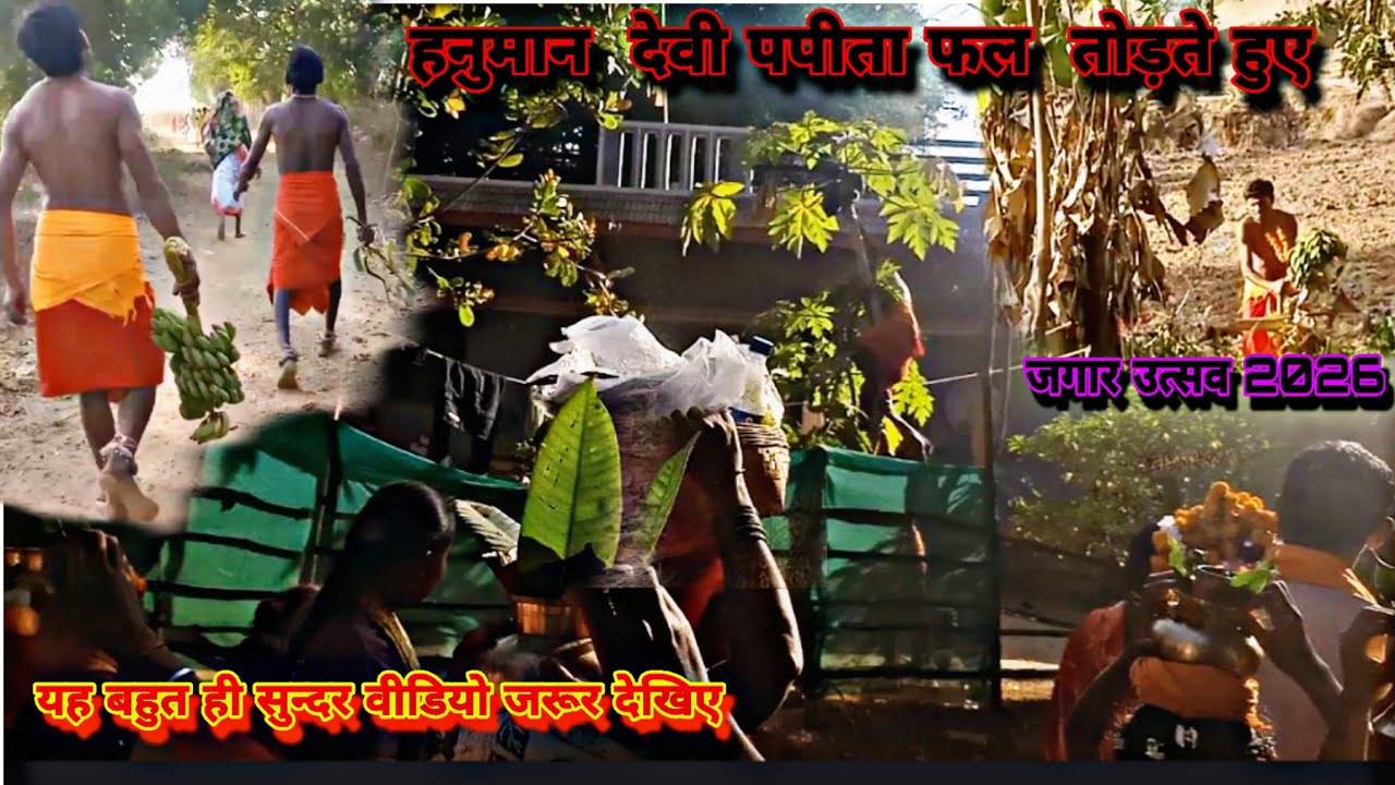 हनुमान देवी पपीता फल तोड़ते हुए !! लक्ष्मी जगार उत्सव 2026  !!  New 🆕 Devi video 📸 !! #bastar_membar