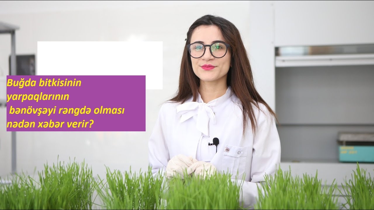 Buğda bitkisində yarpaqlarının bənövşəyi rəngdə olması nədən xəbər verir? Səbəblər və həlli yolları!
