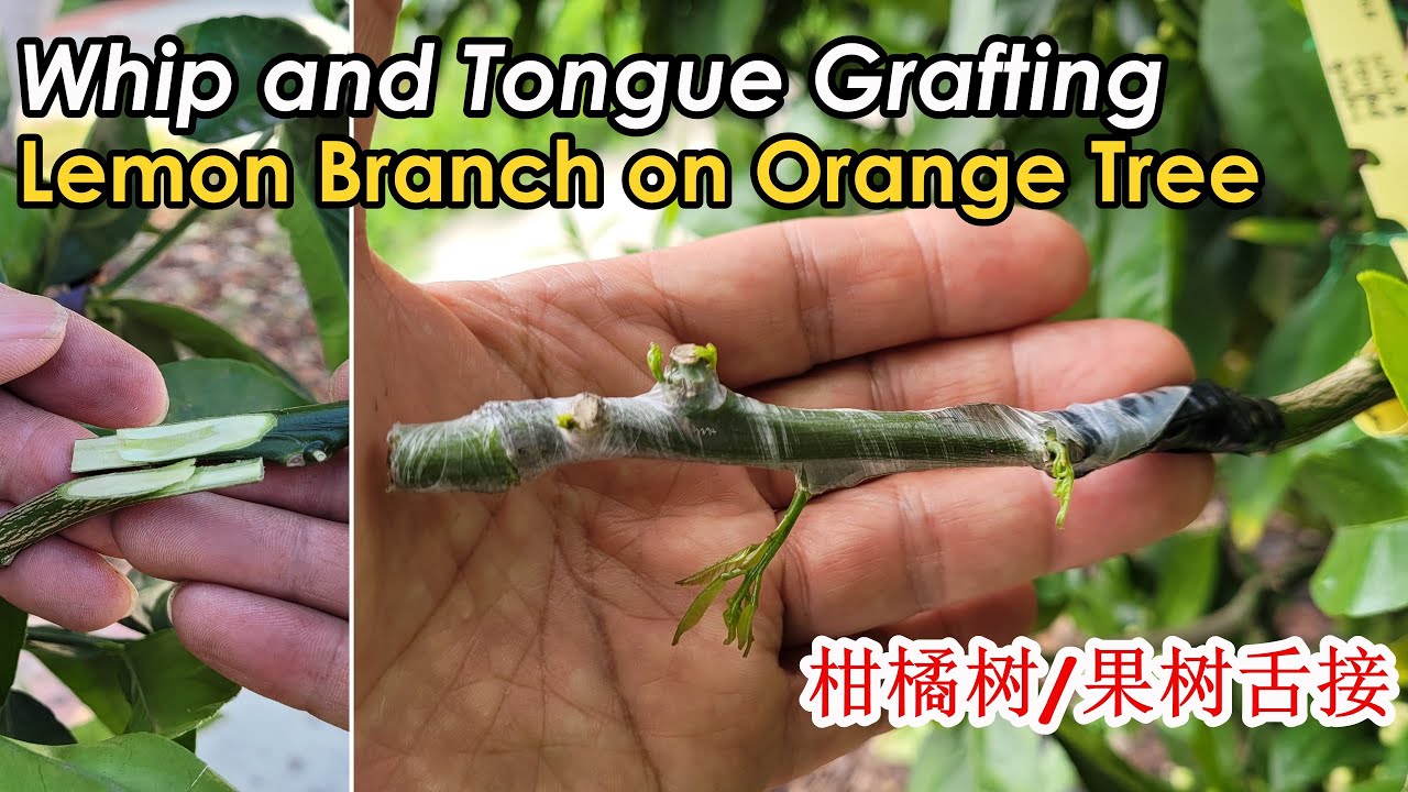 Grafting Lemon Scion wood on Orange Tree Using Whip and Tongue Grafting Technique (柠檬树舌接到橙子树)