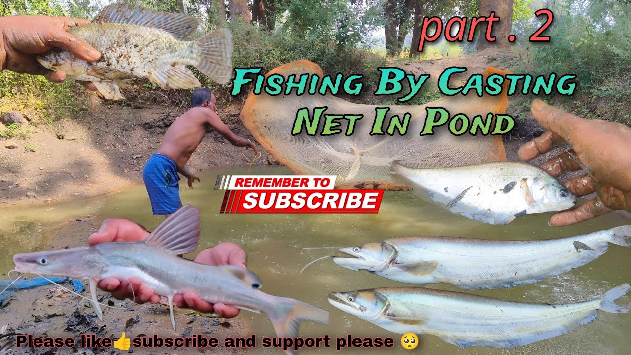 Fishing By Casting Net In Pond | Net Fishing In Village | Wallago Attu Fishing | Fishing Video